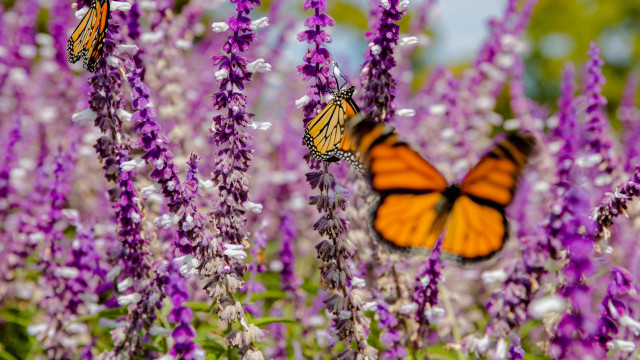 Butterflies purple flower field summer free wallpaper - medium preview image