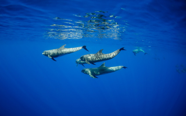 Dolphins ocean sunlight underwater fish free wallpaper - medium preview image