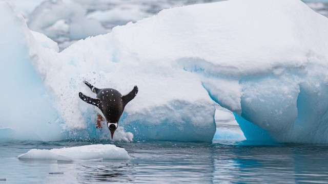 Penguin swimming icebergs snow ocean free wallpaper - medium preview image