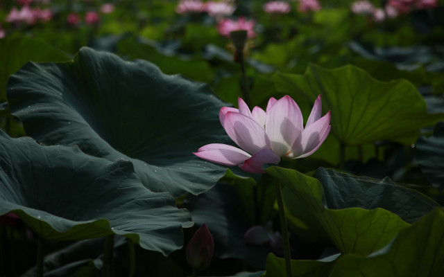 Pink lotus green leaves blurry free wallpaper - medium preview image
