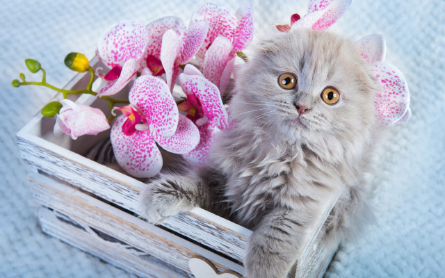 Cat crate flowers pink background free wallpaper - medium preview image