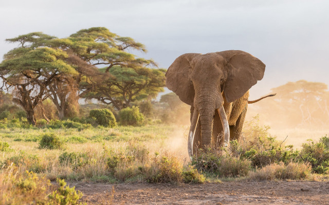 Elephant field trees dust wildlife free wallpaper - medium preview image