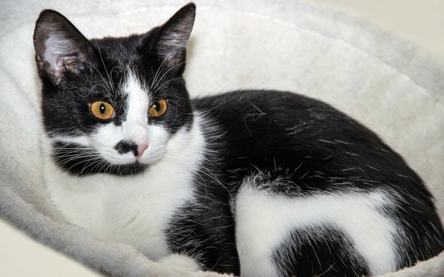 Black white cat yellow eyes #7 free wallpaper - medium preview image
