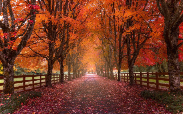 Autumn pathway fence trees leaves free wallpaper - medium preview image