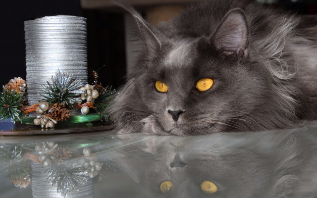 Cat cake candle pinecones vanitas free wallpaper - medium preview image