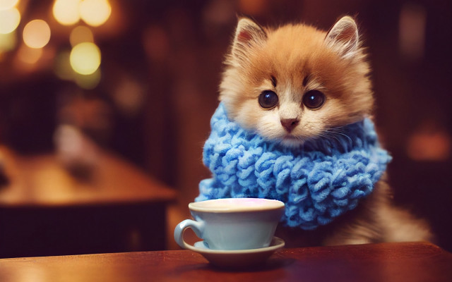 Kitten blue scarf coffee cafe free wallpaper - medium preview image