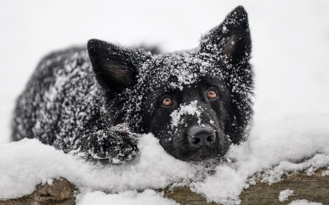Black dog over fence snow free wallpaper - medium preview image