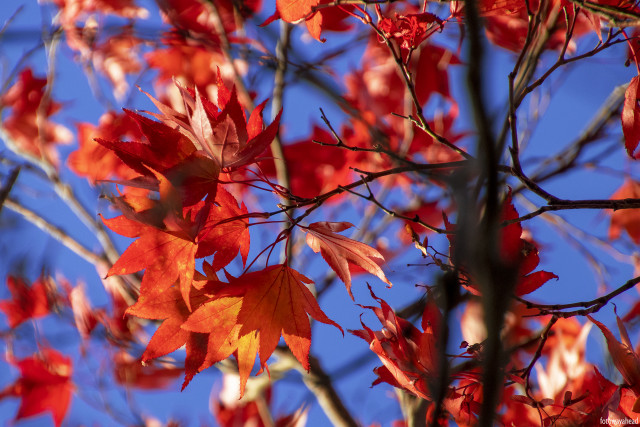 Red leaves blue sky macro free wallpaper - medium preview image
