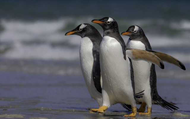 Penguins beach wings spread ocean free wallpaper - medium preview image