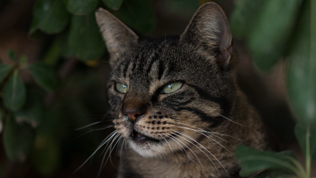 Cat green plant blue eyes free wallpaper - medium preview image