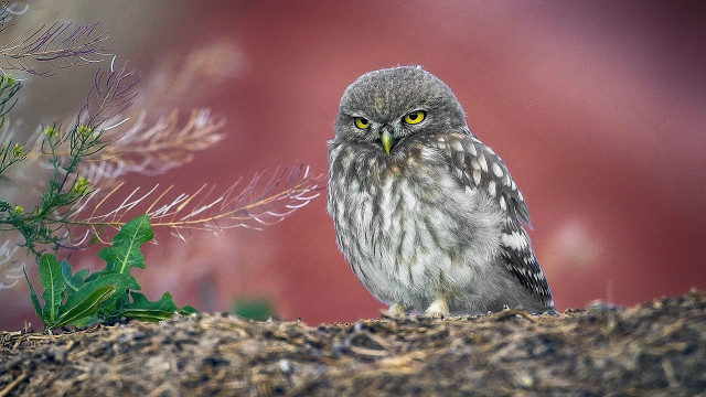 Small owl branch red background free wallpaper - medium preview image