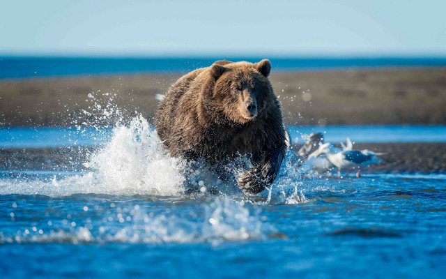 Bear running water bird background free wallpaper - medium preview image