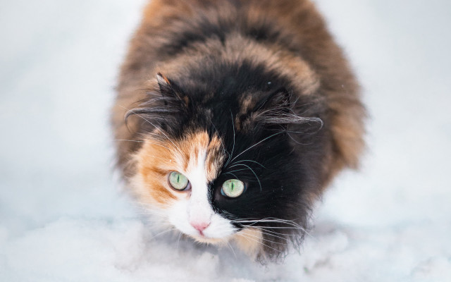 Black cat green eyes snow #3 free wallpaper - medium preview image