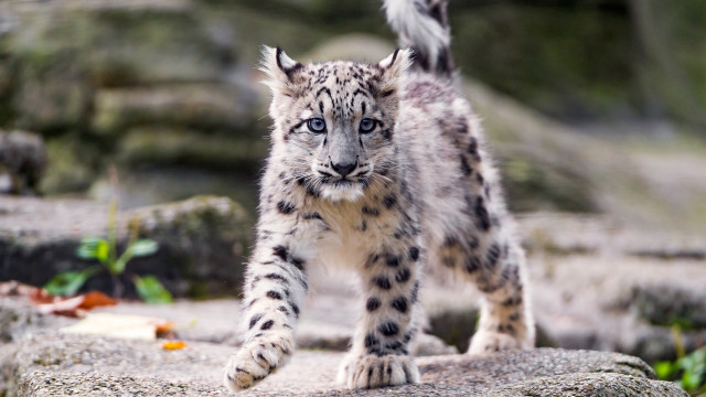 Snow leopard rocky outdoor photorealistic #2 free wallpaper - medium preview image