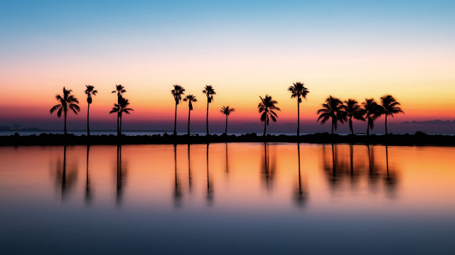 Sunset palm trees reflection orange free wallpaper - medium preview image