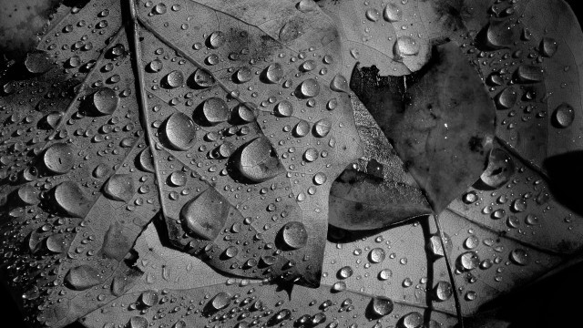 Water droplets leaf rain black free wallpaper - medium preview image