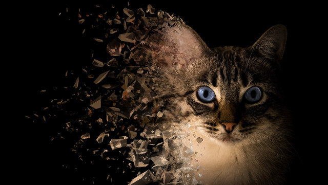 Cat blue eyes black background free wallpaper for desktop - medium preview image