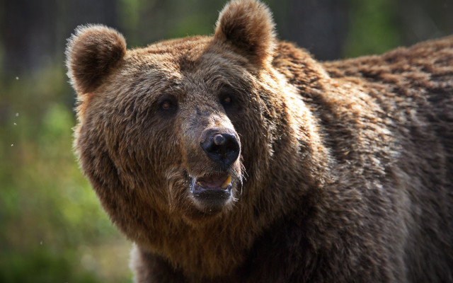 Brown bear open mouth primivitism free wallpaper - medium preview image