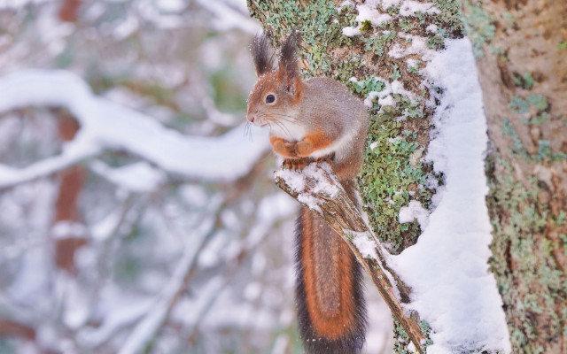 Squirrel snowy branch winter bokeh free wallpaper - medium preview image