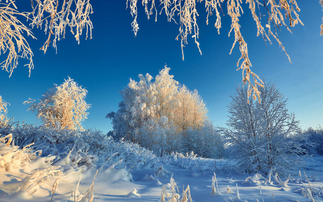 Snowy landscape trees bushes winter free wallpaper - medium preview image