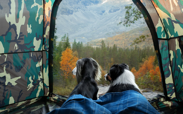 Dogs tent mountains trees person free wallpaper - medium preview image