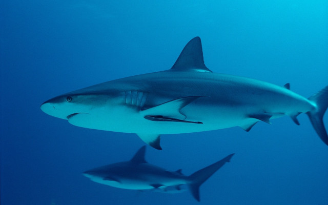Sharks underwater group dolphin fish free wallpaper - medium preview image