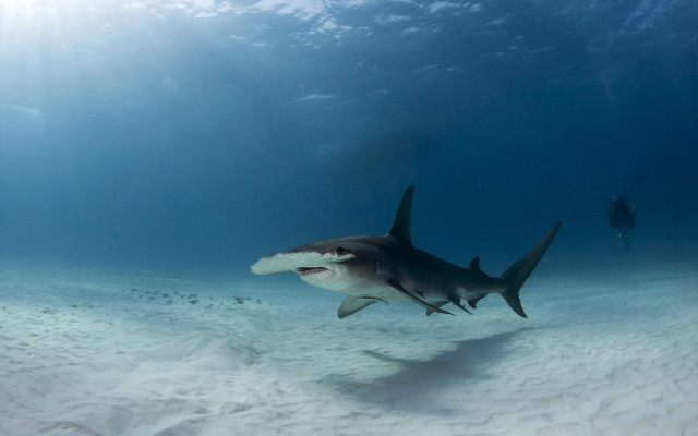 Shark scuba diver underwater ocean free wallpaper - medium preview image