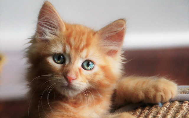 Orange kitten wicker basket blue free wallpaper - medium preview image