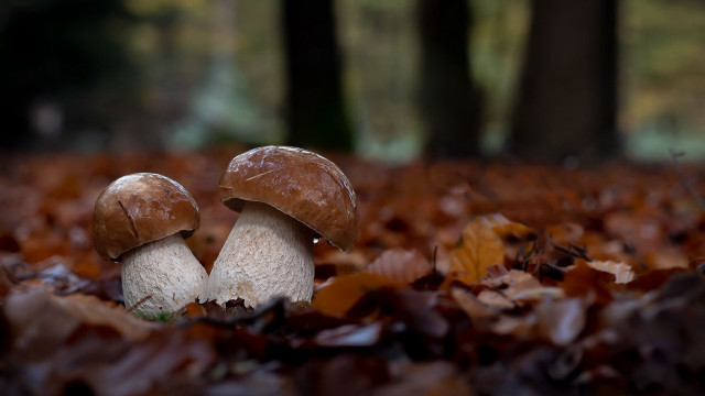 Autumn mushrooms leaves bokeh photorealistic free wallpaper - medium preview image
