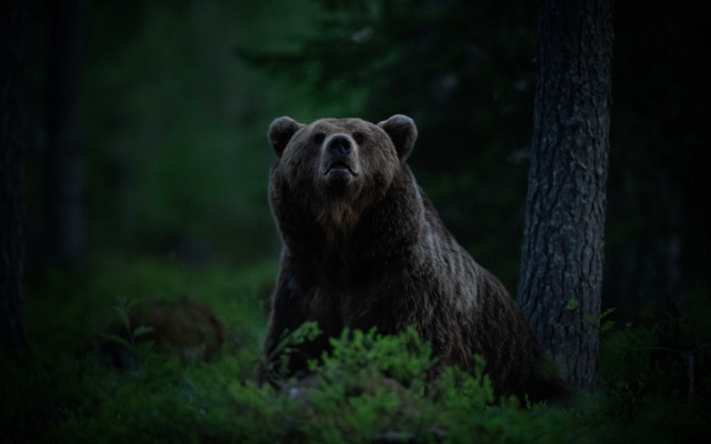 Bear woods sitting flashlight nature free wallpaper - medium preview image