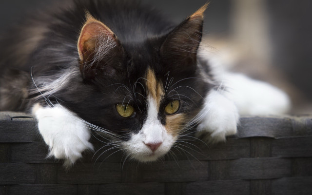 Cat brickwall window yelloweyes whiskers free wallpaper - medium preview image