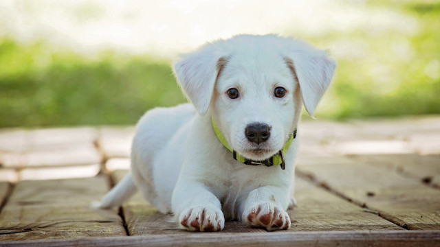 White puppy green collar wooden free wallpaper - medium preview image