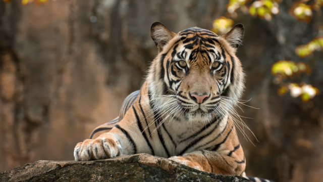 Tiger rock zoo enclosure tree free wallpaper - medium preview image