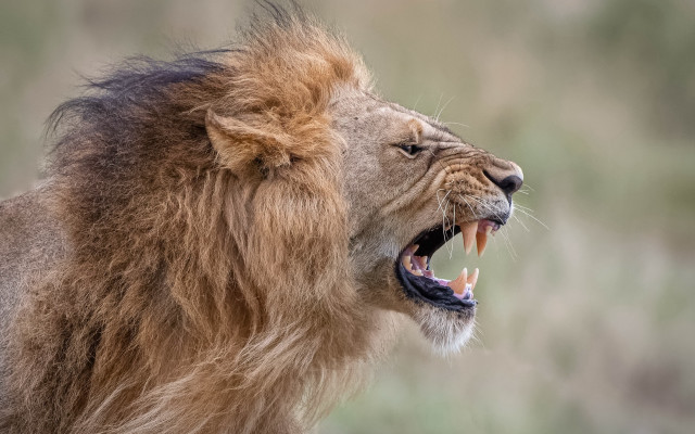 Lion open mouth teeth missing free wallpaper - medium preview image