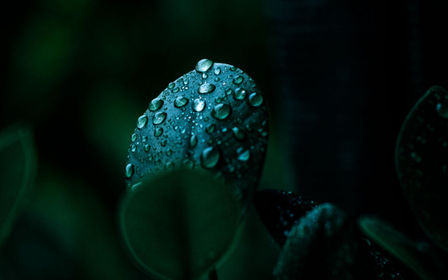 Water droplets plant macro glowing free wallpaper - medium preview image