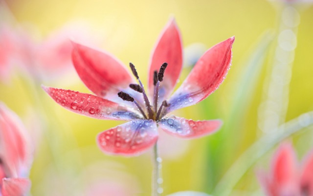 Red flower water droplets macro #13 free wallpaper - medium preview image