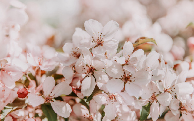 Pink flowers green leaves impressionist free wallpaper - medium preview image