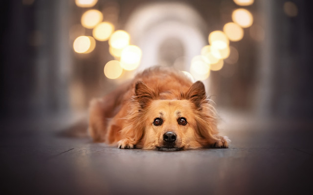 Dog tunnel portrait bokeh lights free wallpaper - medium preview image