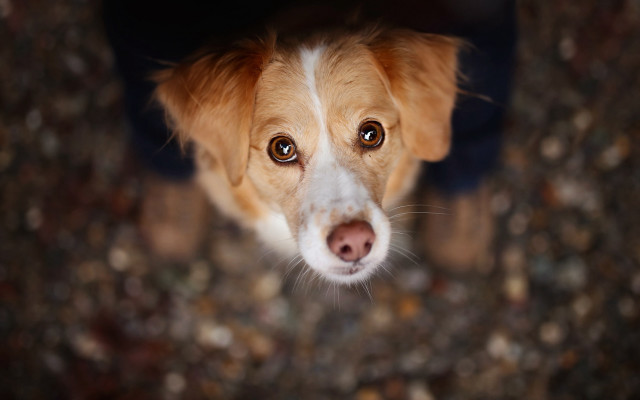 Sad dog blue blanket photorealism free wallpaper - medium preview image