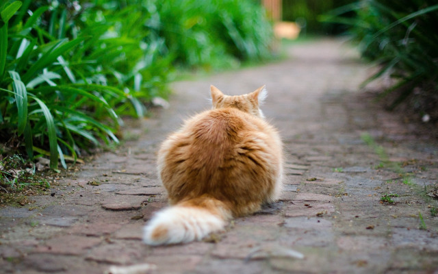 Cat brick path grass distant free wallpaper - medium preview image