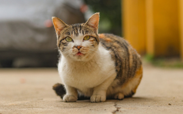 Cat beach sand blurry background free wallpaper - medium preview image