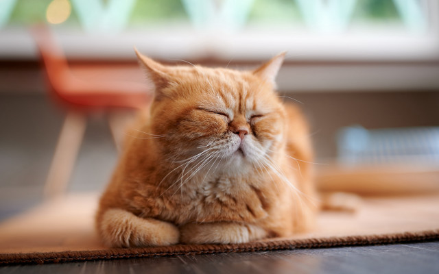 Cat sleeping blurry background realistic free wallpaper - medium preview image