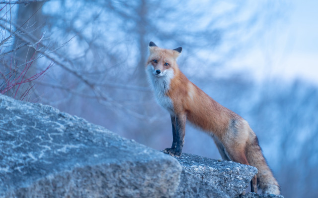 Red fox woods fog nature free wallpaper - medium preview image