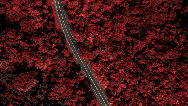 Red forest road autumn leaves free wallpaper - medium preview image