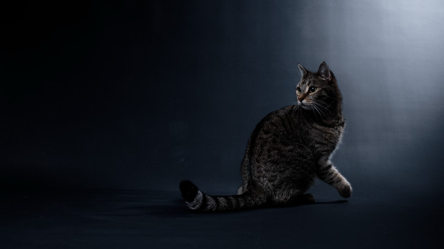 Cat sitting dark closed head free wallpaper - medium preview image