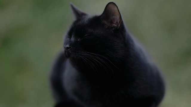 Black cat sitting vanitas blurry free wallpaper - medium preview image