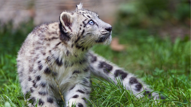 Snowleopard grass blurry background nature free wallpaper - medium preview image