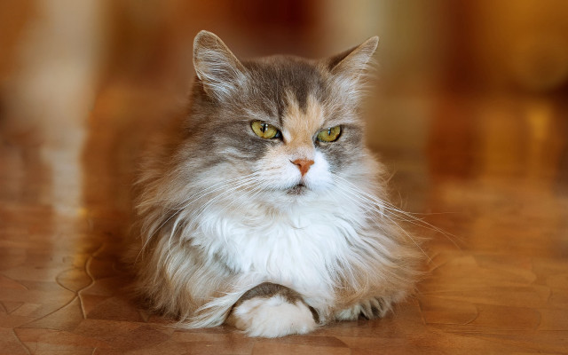 Regal cat with long whiskers free wallpaper - medium preview image