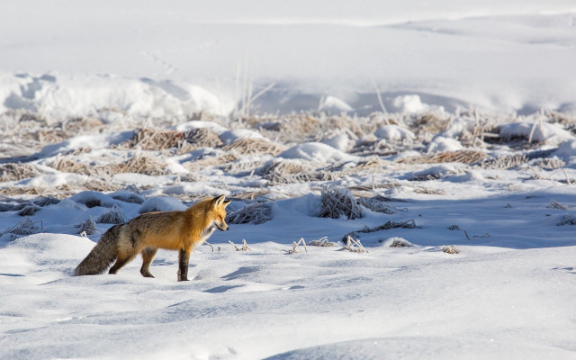 Fox snowy field bushes hill free wallpaper - medium preview image