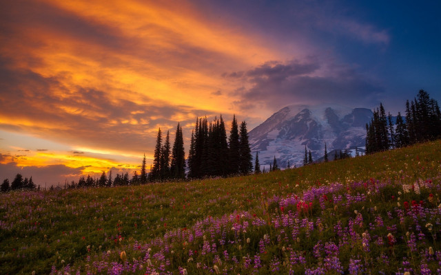 Mountain snow flowers forest clouds free wallpaper - medium preview image